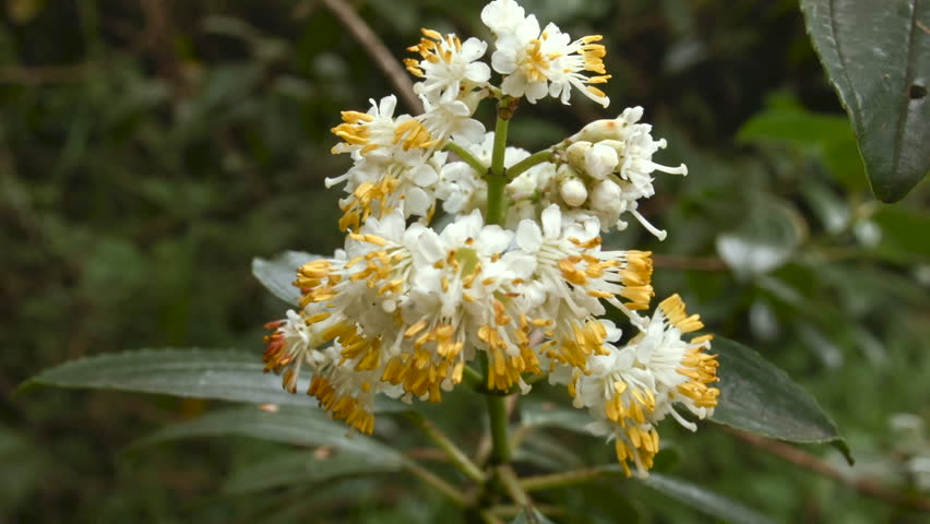 Header of Miconia