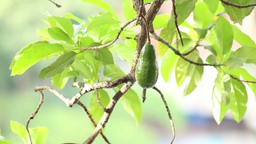 Header of Aguacate