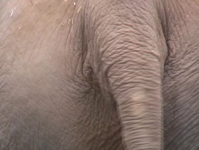 elephant