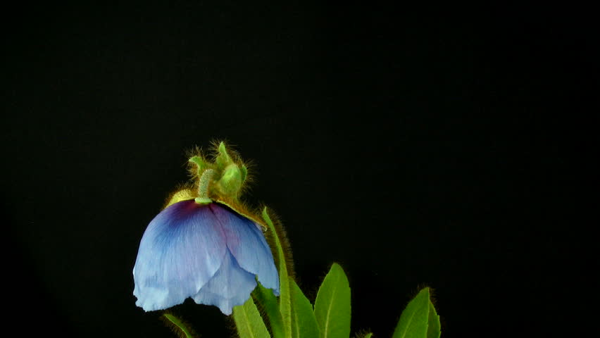 Time-lapse of blooming blue poppy 2 