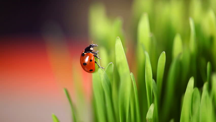 Ladybug red on green leaves