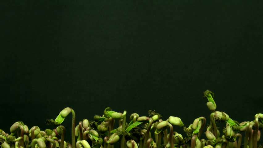 Time-lapse of growing mung beans 2 