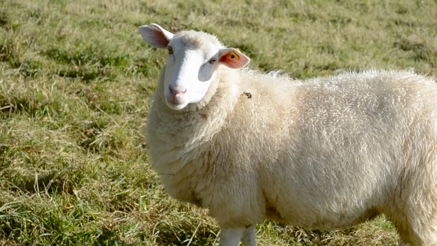 sheep