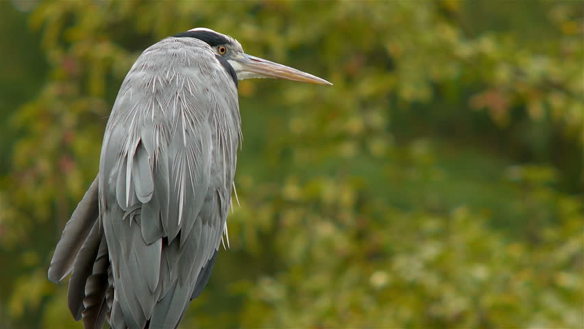 Grey Heron looks right and up.