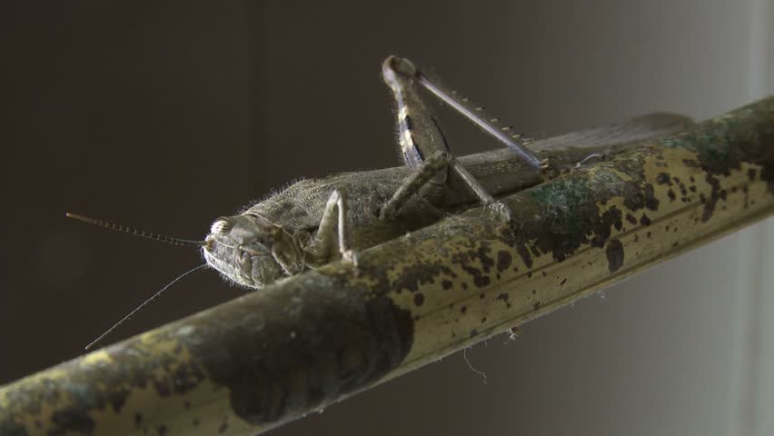 Locust