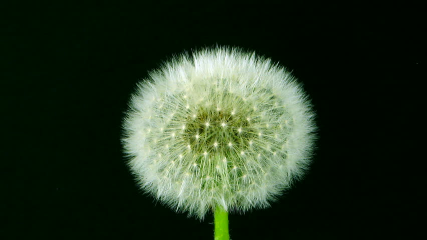 Time-lapse of growing Dandelion seeds 