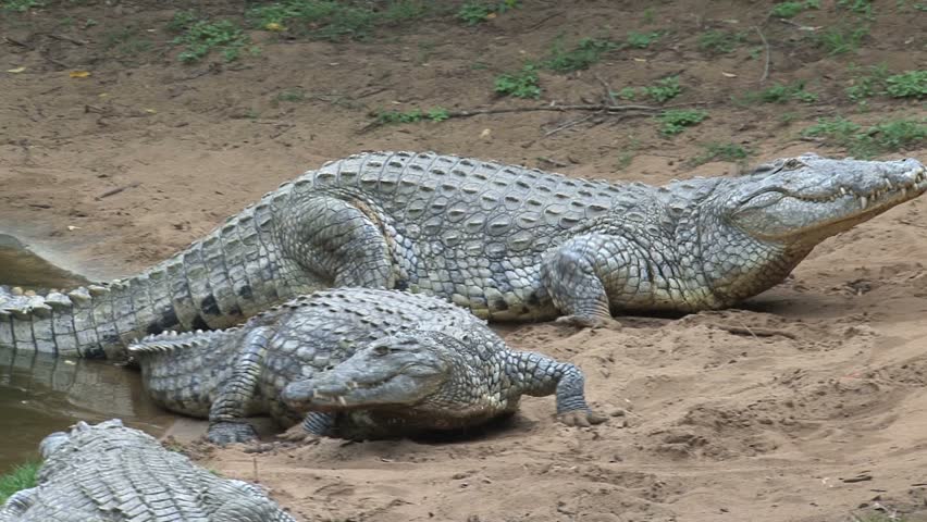 Alligators retreat back into water