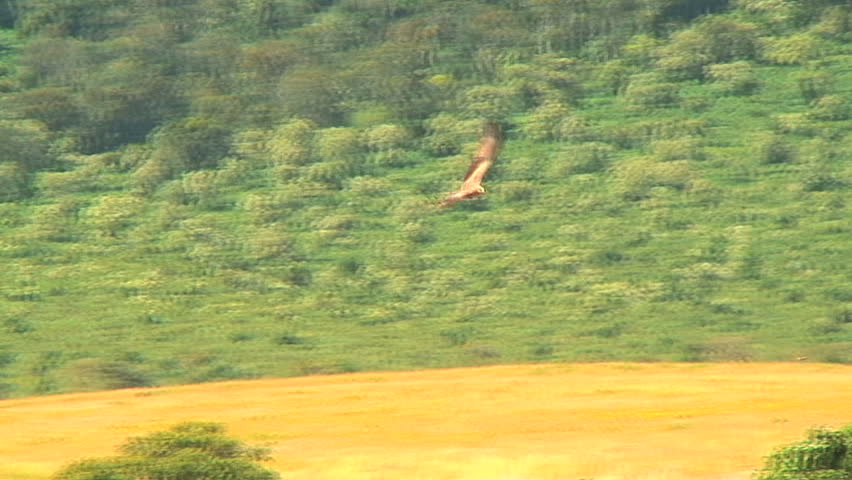 African Hawk Flying Fast
