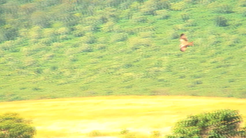 African Hawk Diving for Prey