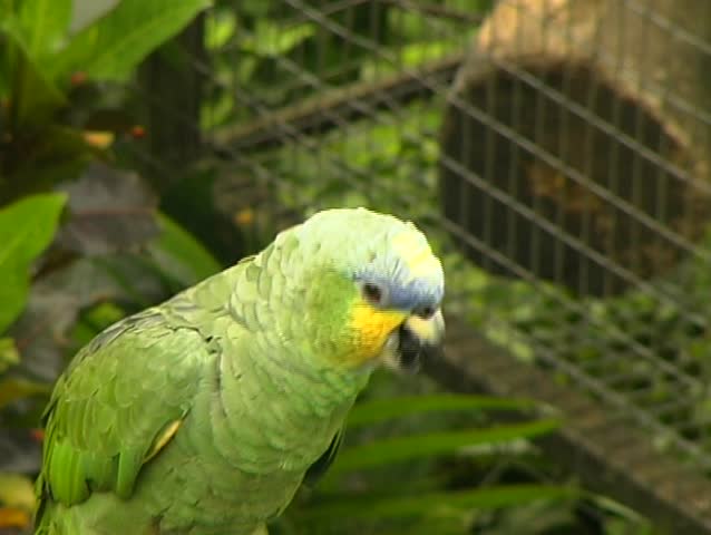 Orange Winged Parrot (Amazona amazonica) with chick, whistling