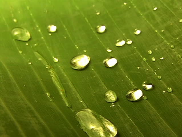 water and leaves