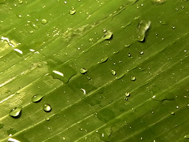 Water and leaves