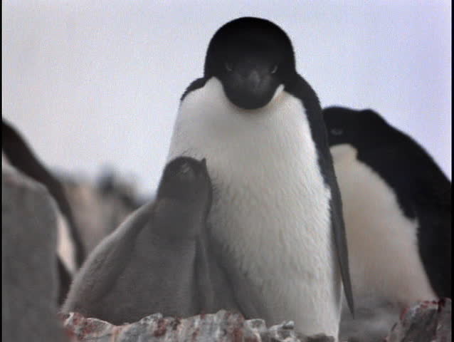 Adelie Penguin with chicks