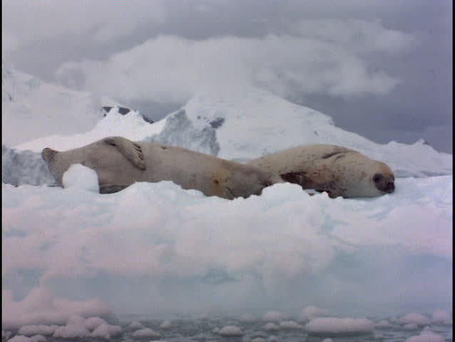 Seals on ice