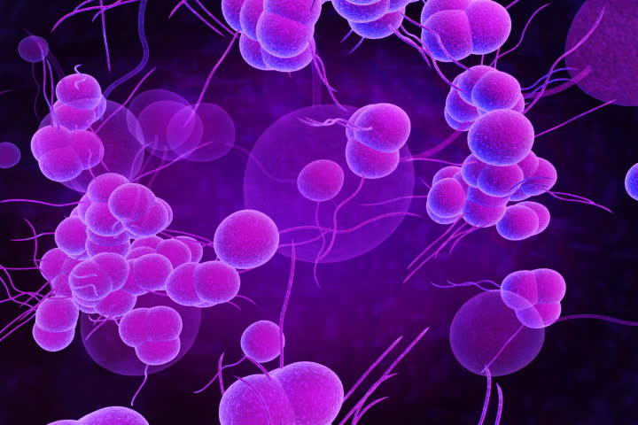 footage of  staph  bacteria