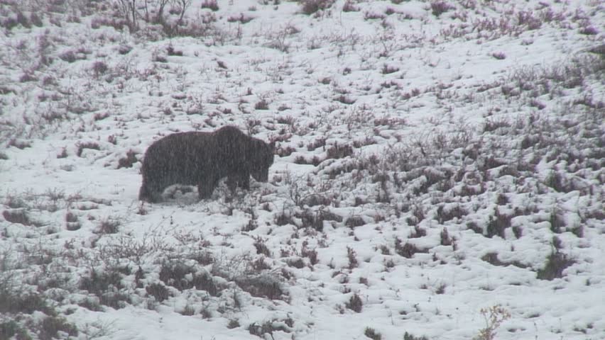 Bear Sniffs Then Walks Over Snow Covered Plants