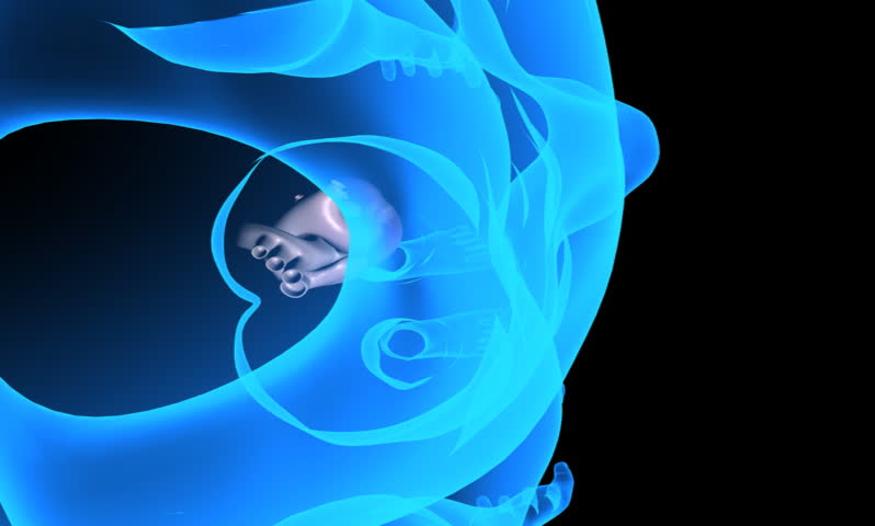 footage of a heart in a transparent body