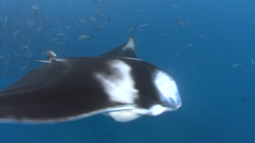 Manta Rays and snorkeler