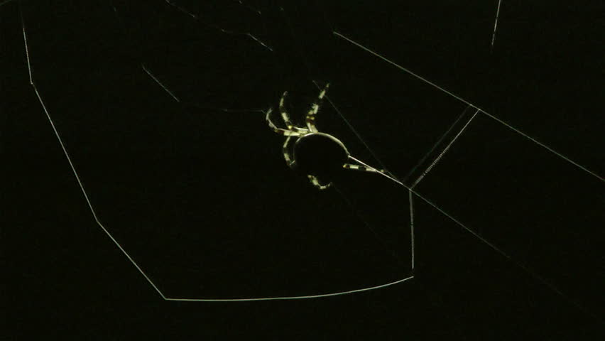 Spider weaves a network