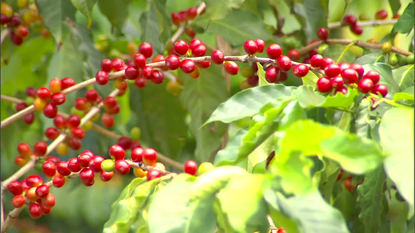 A Kona coffee cherry