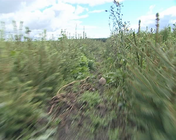 Walking among small tree sapling. Tree-growing industry. 