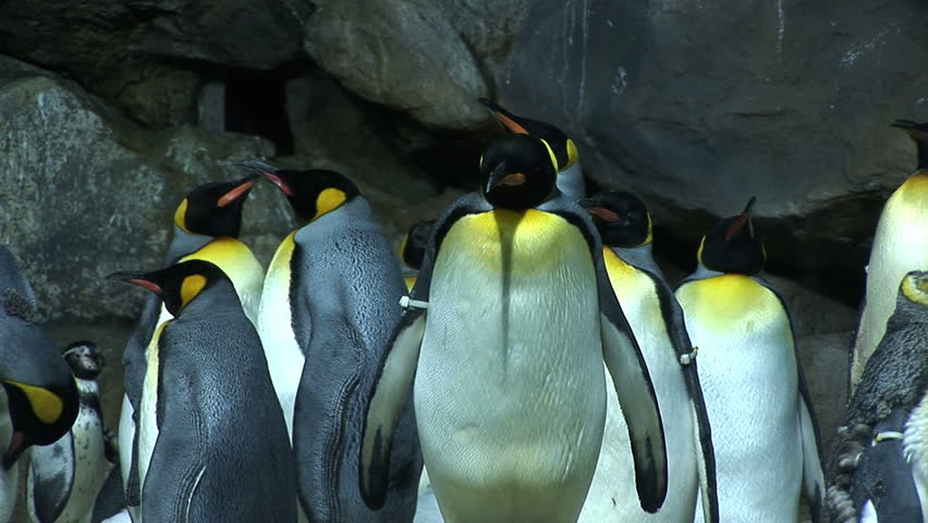 Penguins with yellow neck