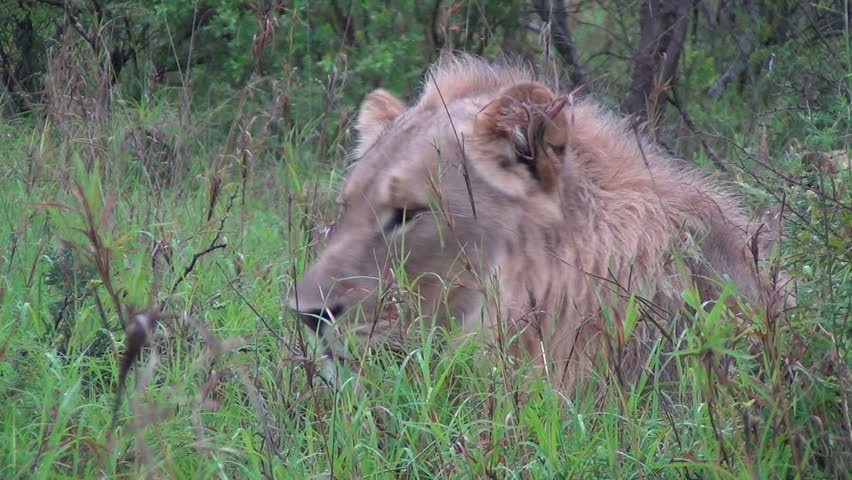 Beautiful male lion yawning