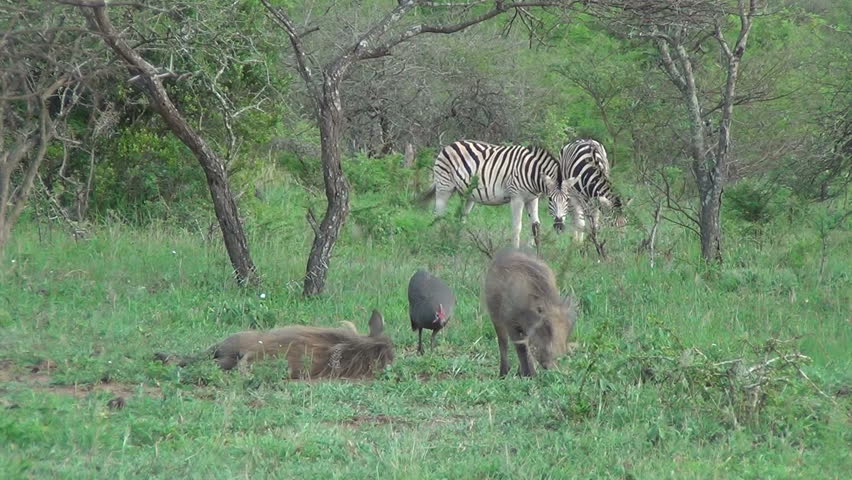 2 warthog, 2 guinea fowl, and 2 zebra together