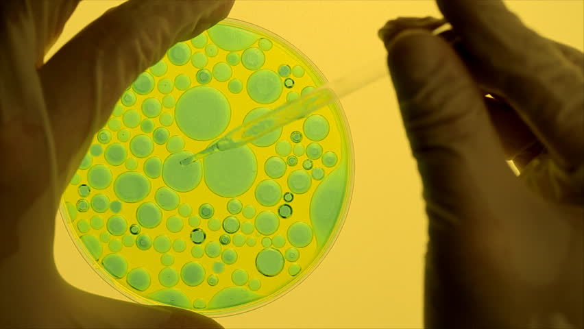 Researcher extracts algae sample from petri dish in laboratory