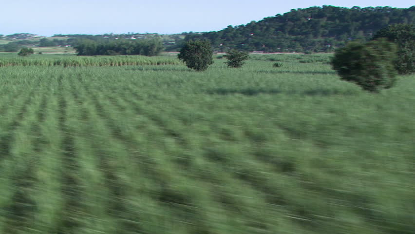 Sugarcane aerial 2