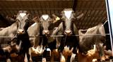 Milking Cows in the farm