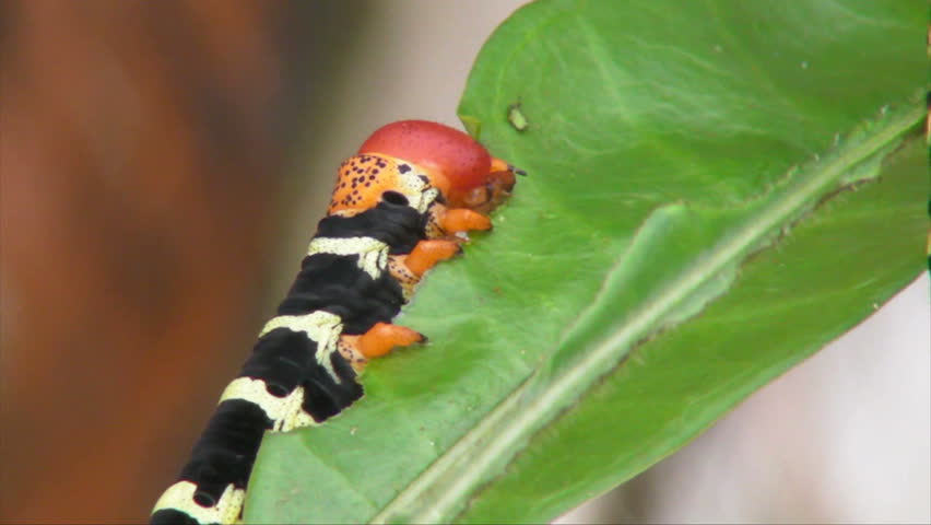 Colorful Caterpillar Eating Green Leaf