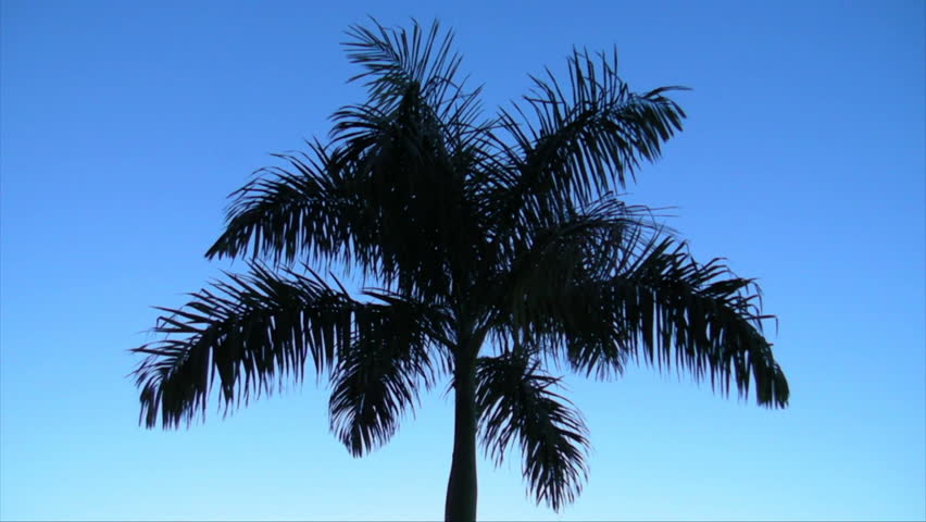 beautiful dark palm tree and blue sky