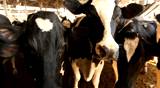 Milking Cows in the farm Cow Milk dairy barn cowshed