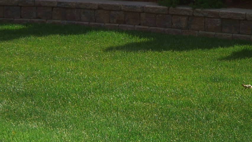 Side angle cutting the grass