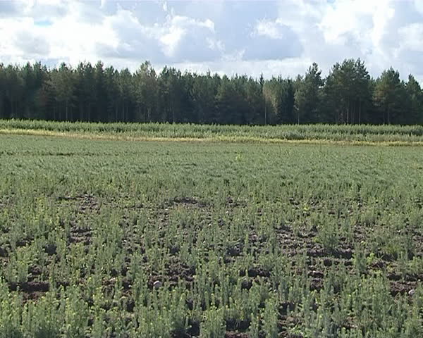 Field planted with small evergreen Christmas tree fir saplings. Forest planting. Clouds in sky. 