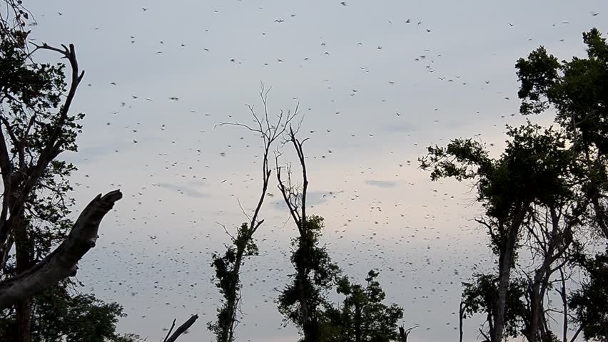 migrating bats the largest migration of mammals in the world