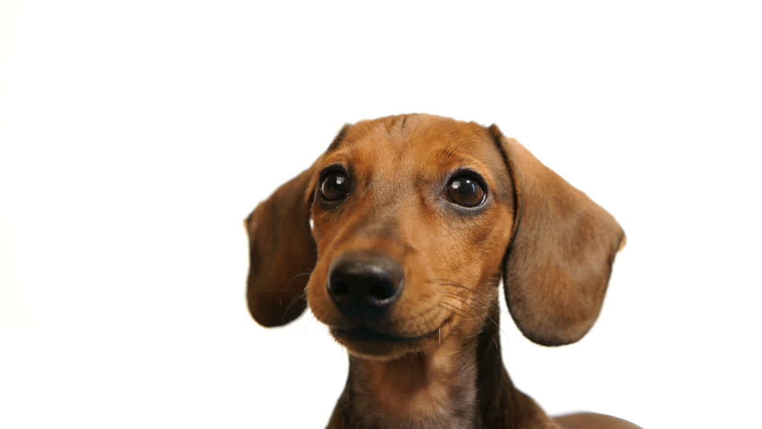 HD - Dachshund. dogs head