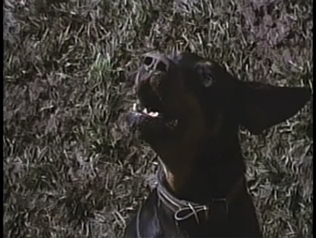 Close-up of Doberman barking