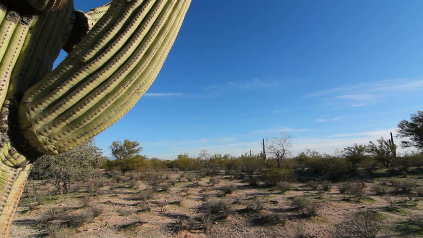 Crane Shot, Camera swoops across Arizona desert landscape, pans up giant saguaro cactus, its branches framing deep, blue sky. 1080p
