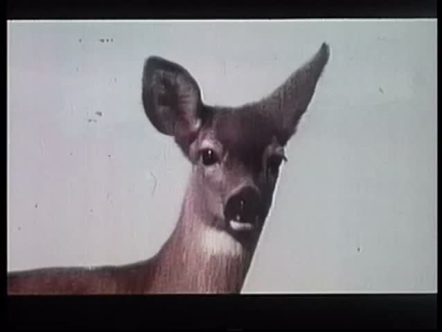 Montage of deer, owl, bear and cougar in the North American wilderness