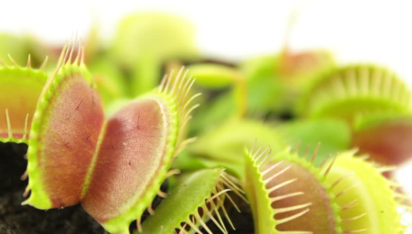 Venus flytrap ( Dionaea muscipula ), carnivorous plant