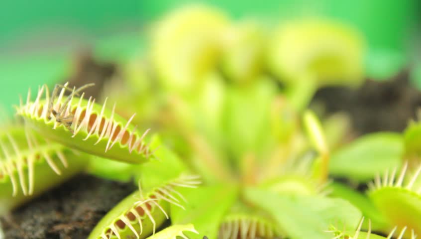 Venus flytrap ( Dionaea muscipula ), carnivorous plant