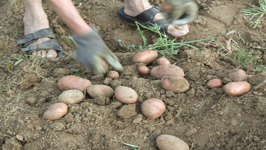Gathering potato from the soil