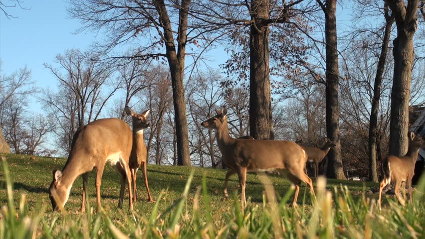 Large herd of whitetail deer does standing in yard