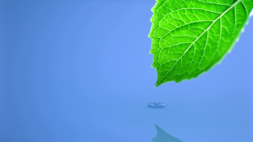 Slo-motion drop falling off leaf