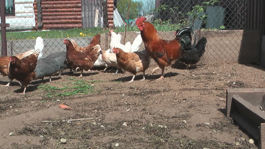 Hens and guinea fowl in an open-air cage.