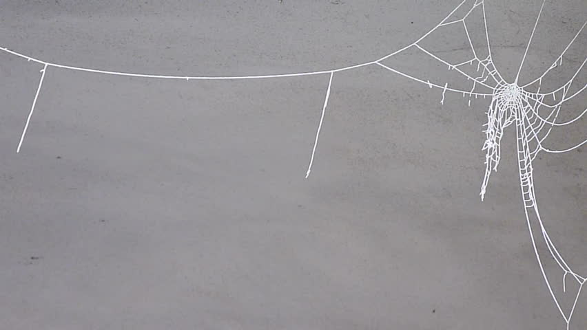 frost on a spider-web against a grey background