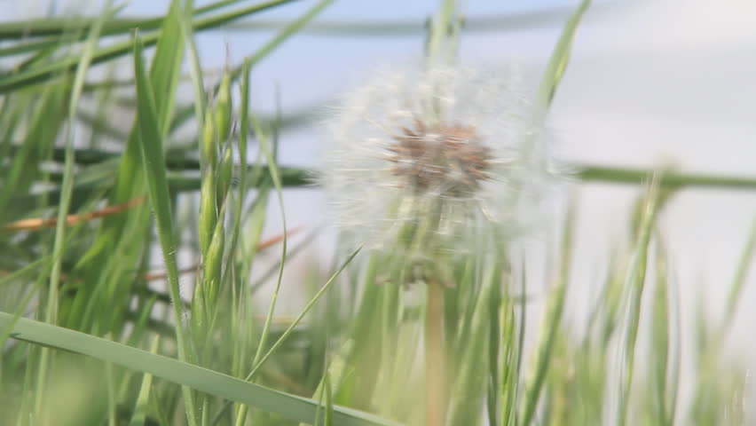 Taraxacum officinale in a windy day