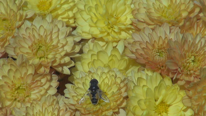 Insects on flowers